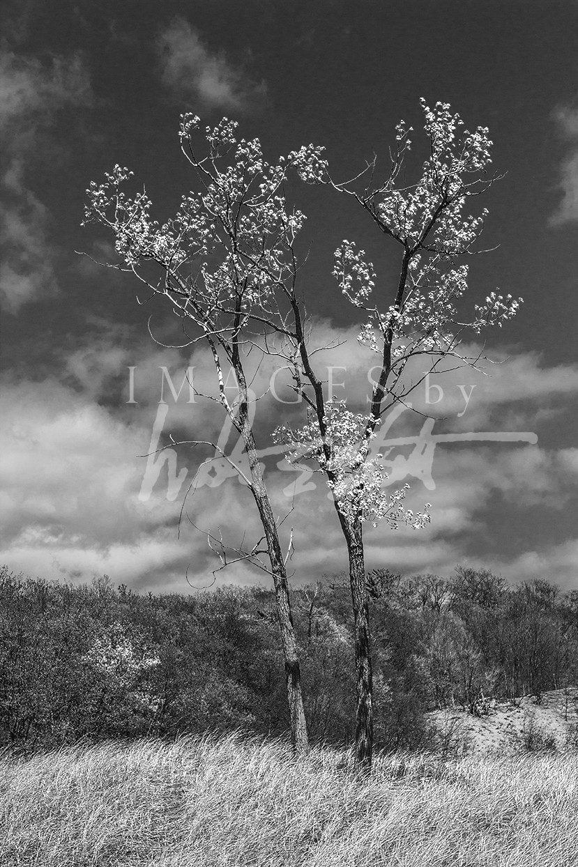 Red Filtered Trees
