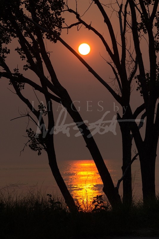 Sun Tree