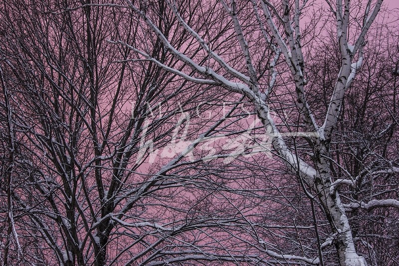 Valentine Sky II