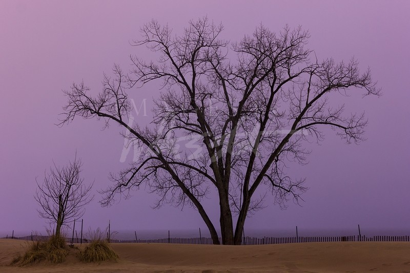 North Beach Tree