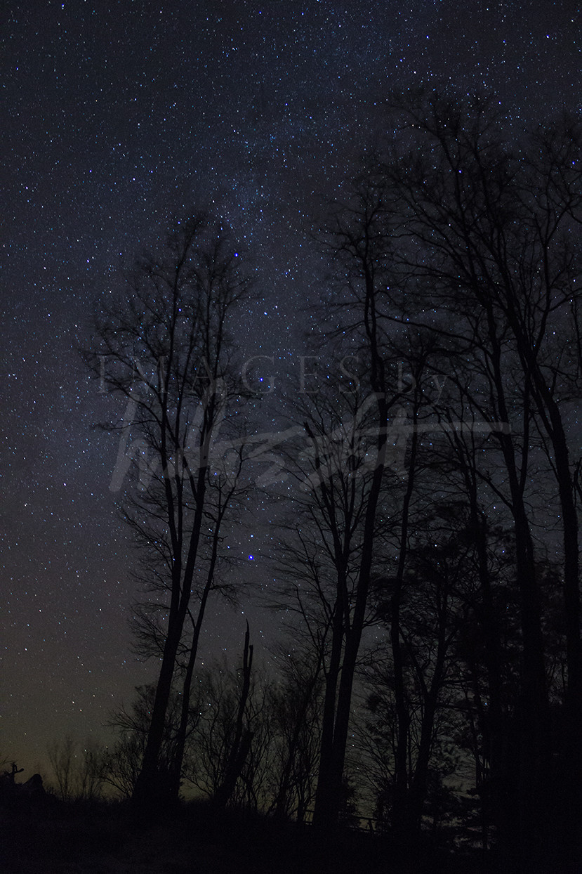 Trees and Stars