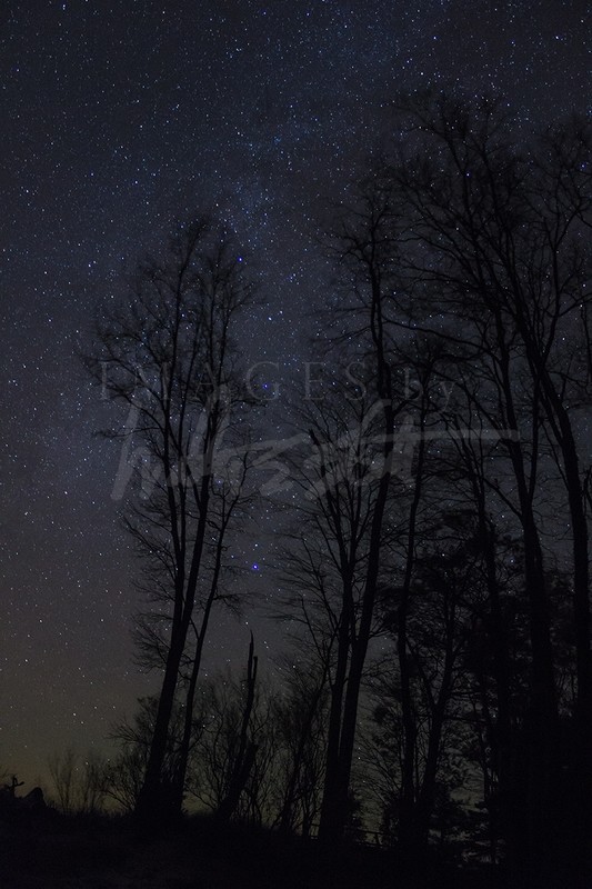 Trees and Stars