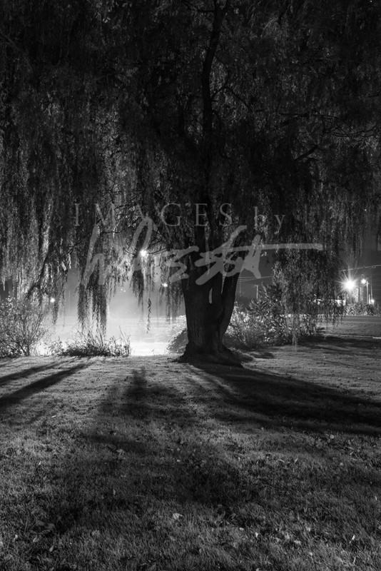 Midnight Willow