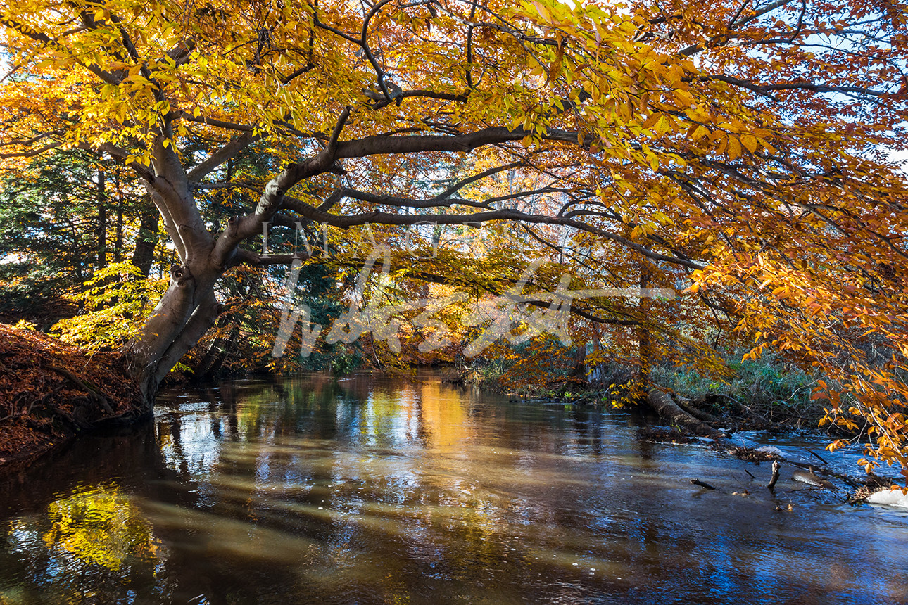 Hemlock Crossing Fall II