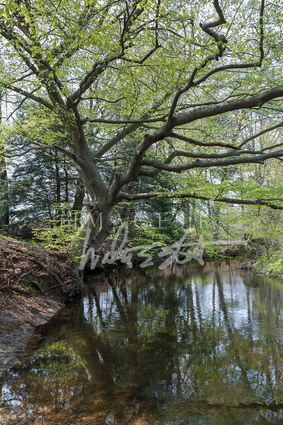 Hemlock Crossing Spring