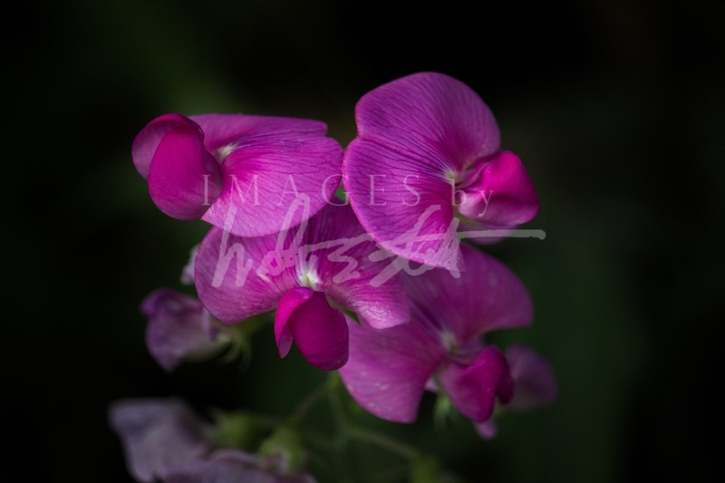Wild Sweet Pea