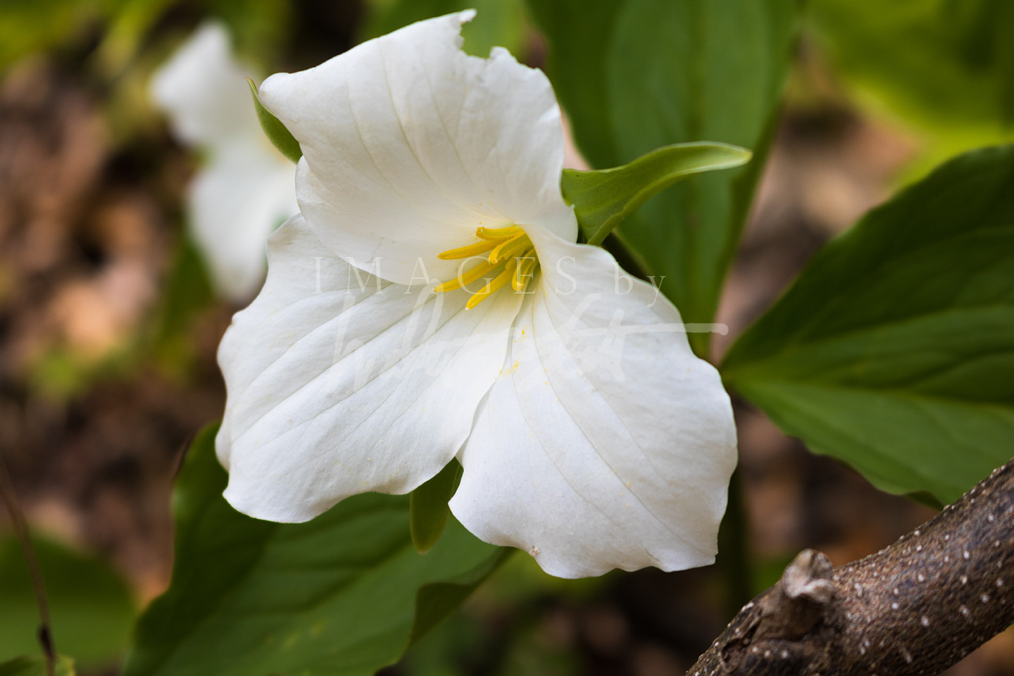 Trillium