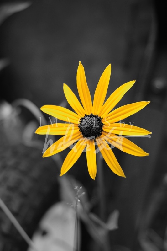 Black-eyed Susan
