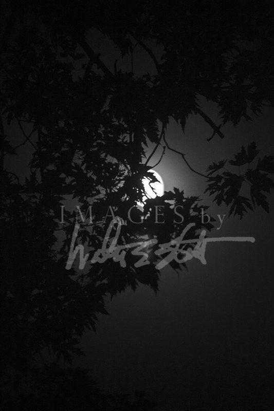 Moon Tree II