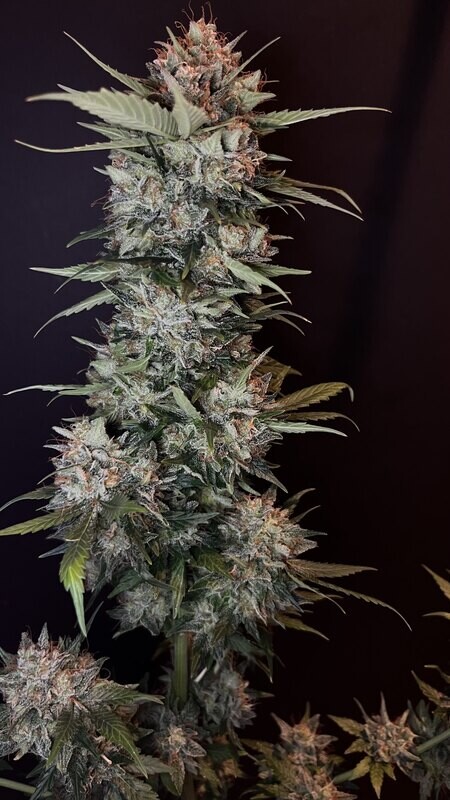 Widow Cake Fem Photo x3