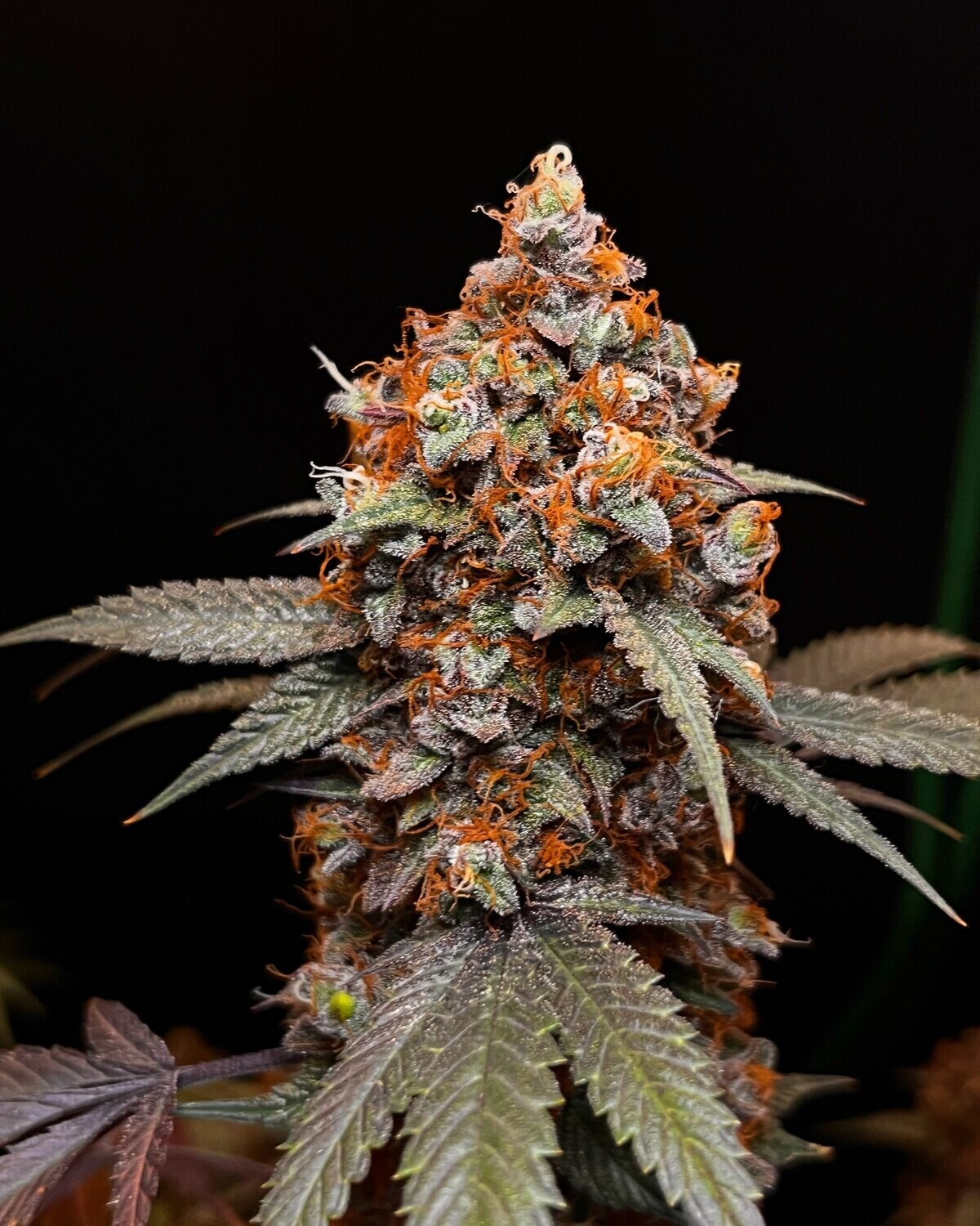 Paramount Fem Photo x3