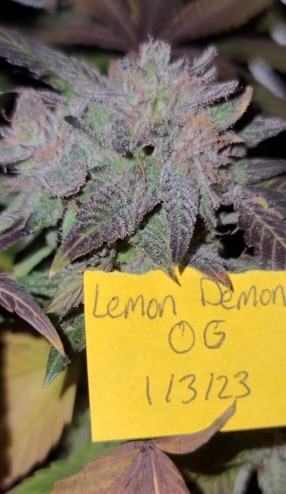 Lemon Demon Fem Photo x3