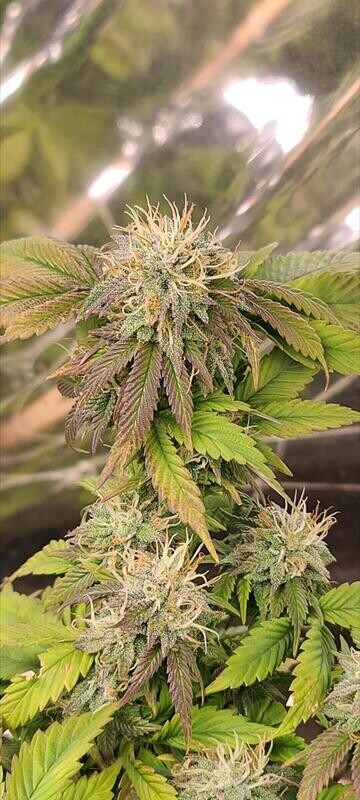 Tanzanite Fem Photo x3