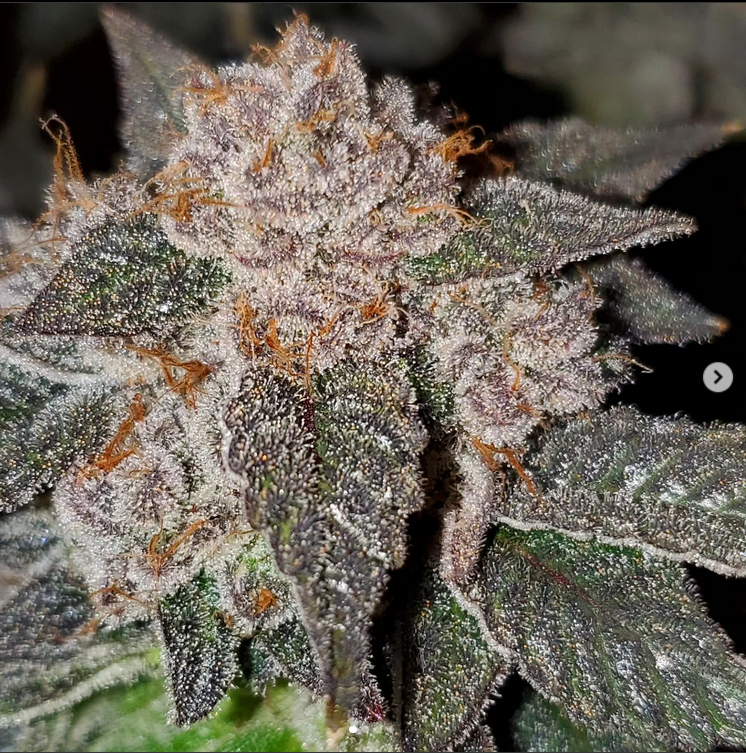 Cork Dank Fem Photo x3