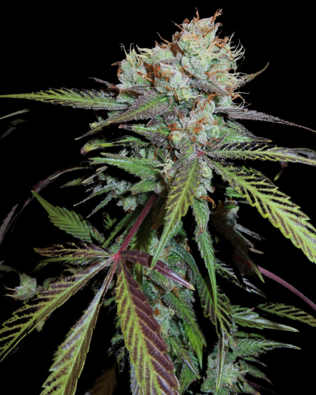 Prom Night Fem Photo x3