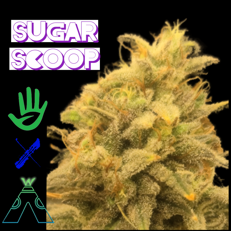 Sugar Scoop Feminized Autoflower x3