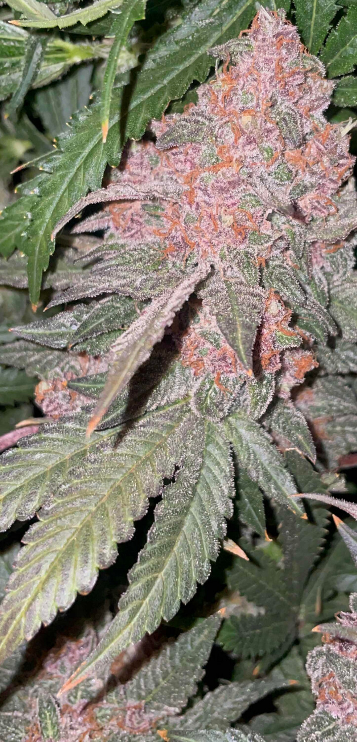 RazzDazz Fem Photo x3