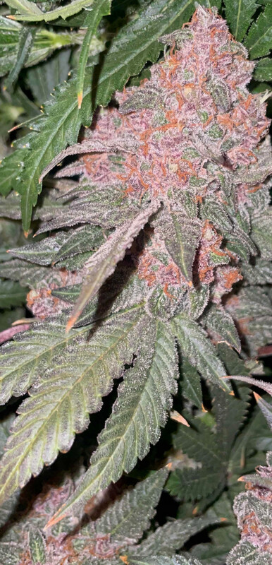 RazzDazz Fem Photo x3