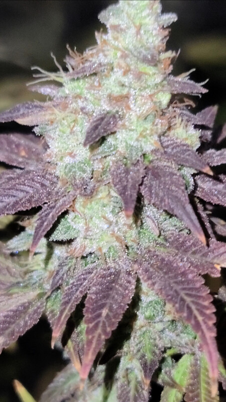 Glue Prom Feminized Photoperiods x3