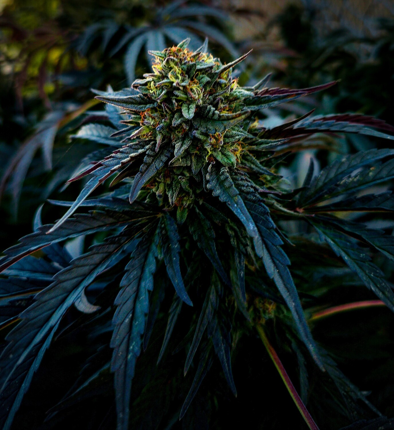 Lemon Demon Fem Photo x3