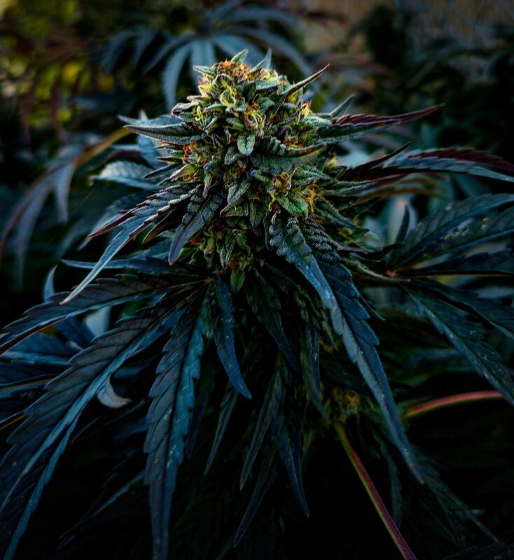 Lemon Demon Fem Photo x3