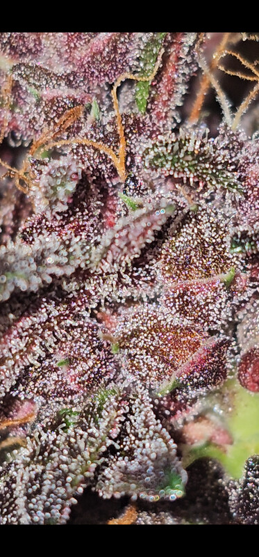 SugarGrandaddy Auto Fem x3