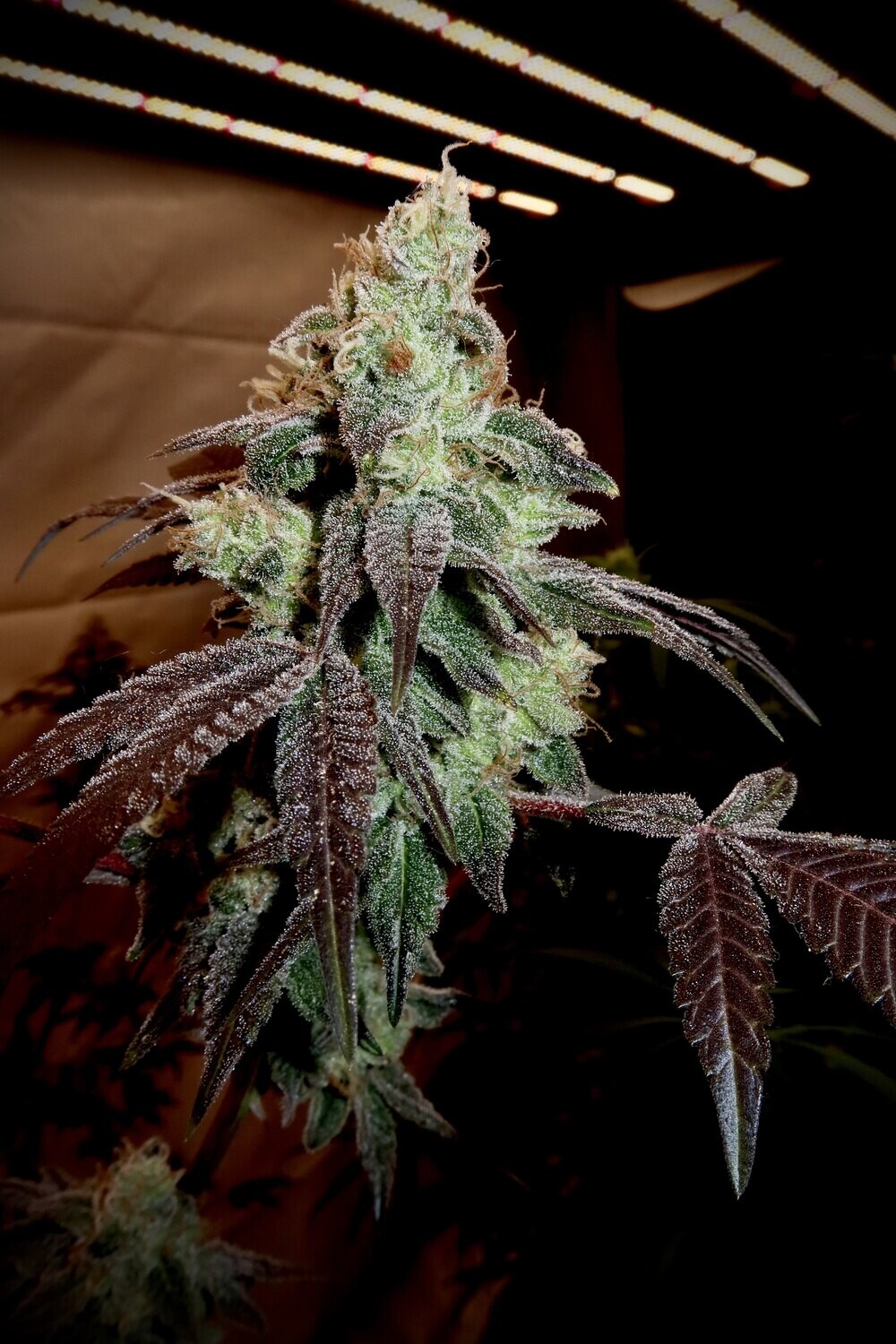 Hindu Glue Fem Photo x3