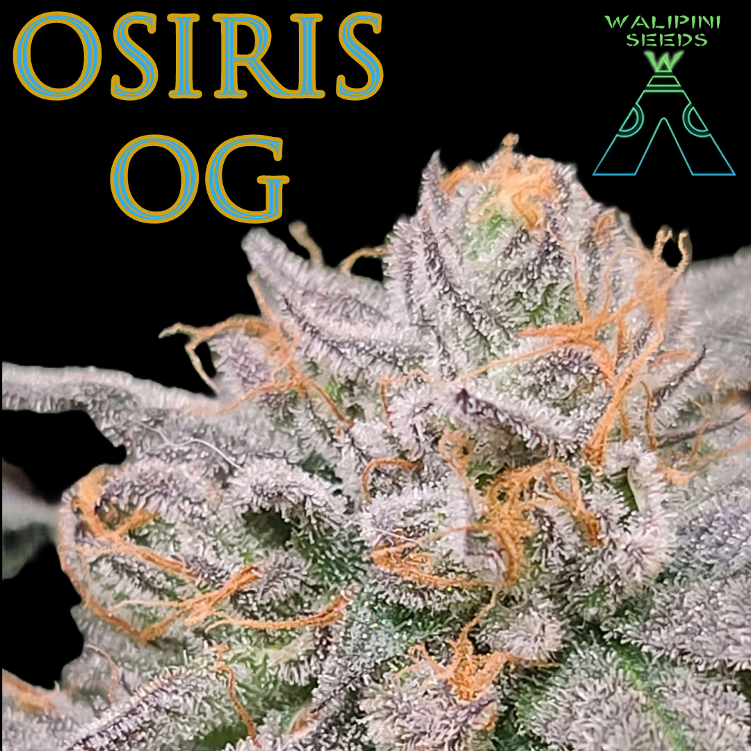 Osiris OG Feminized Photoperiod x3