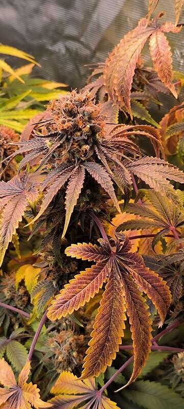 Bagoda Kush Fem Photo x3