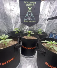 CUSTOM WALIPINI BANNER