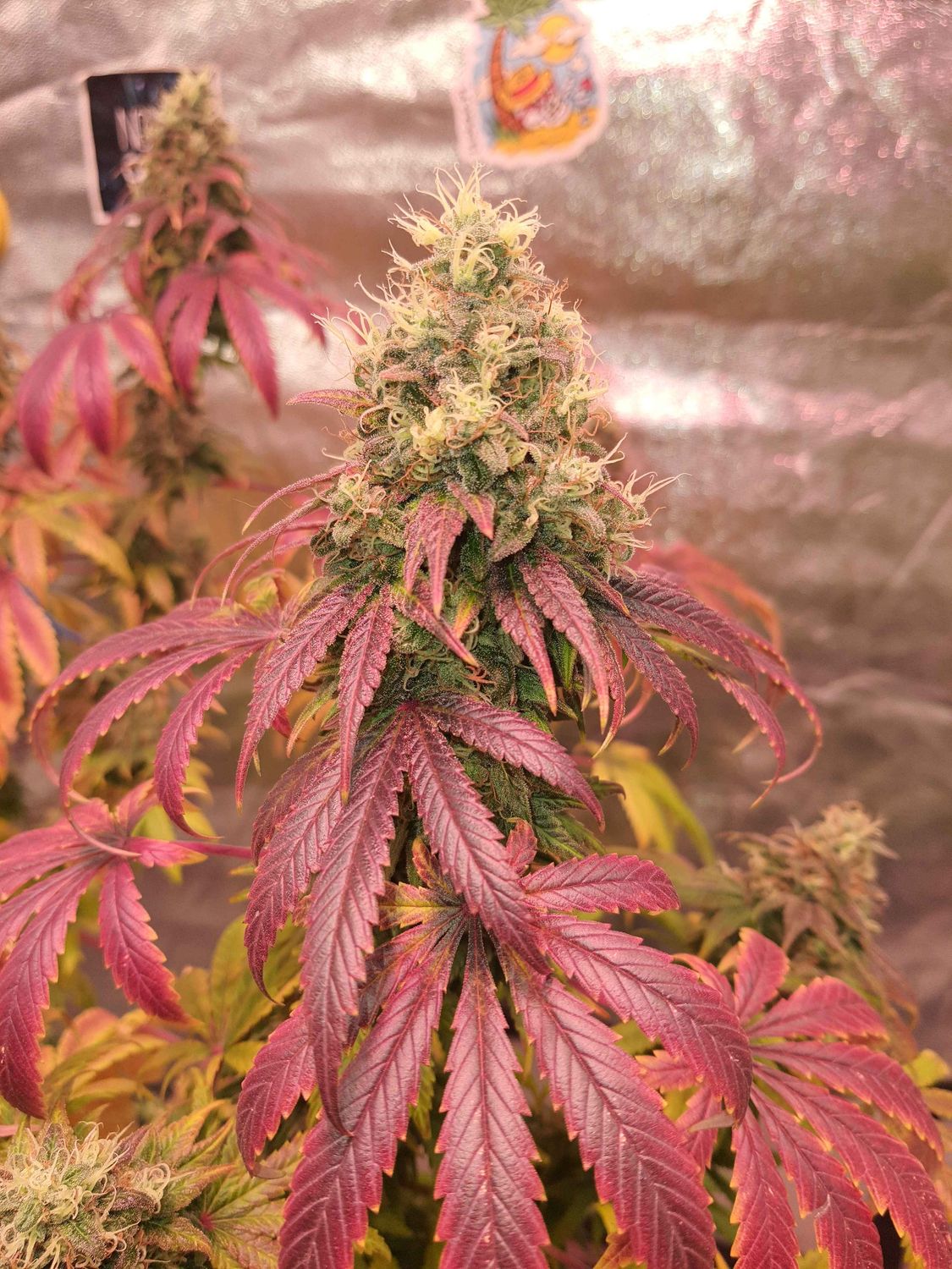 Pink Lemon Zkittlez Feminized Photoperiod x3