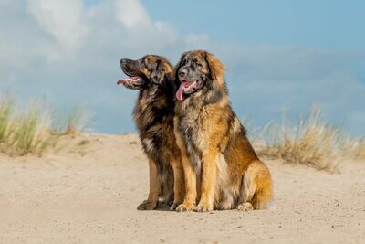 Fotoshoot (huis)dier