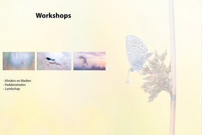 Workshops