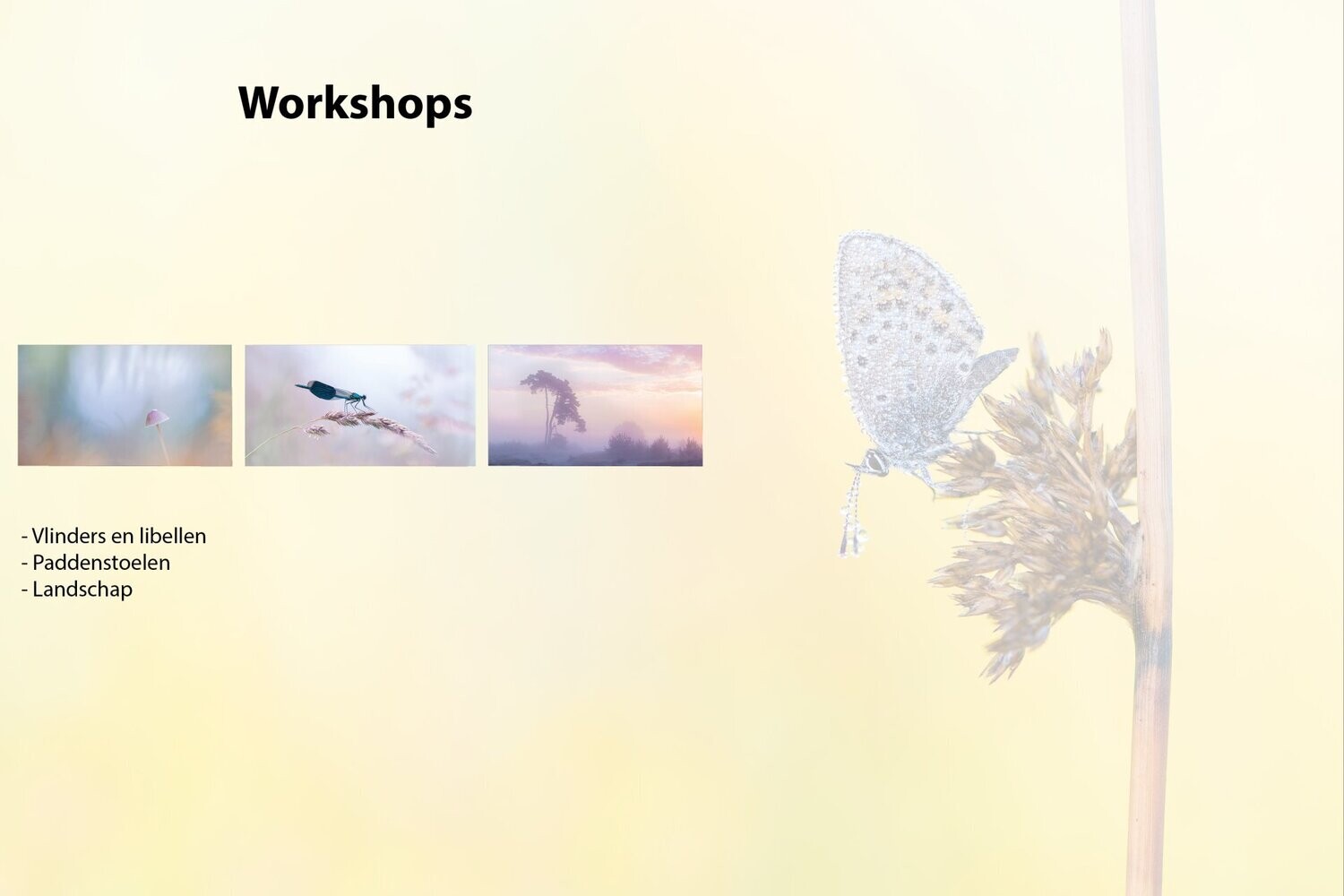 Workshops