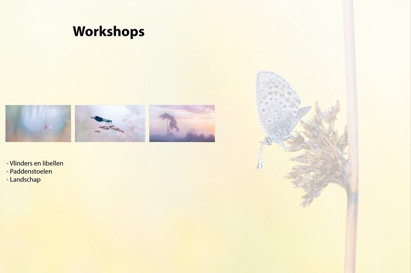 Workshops