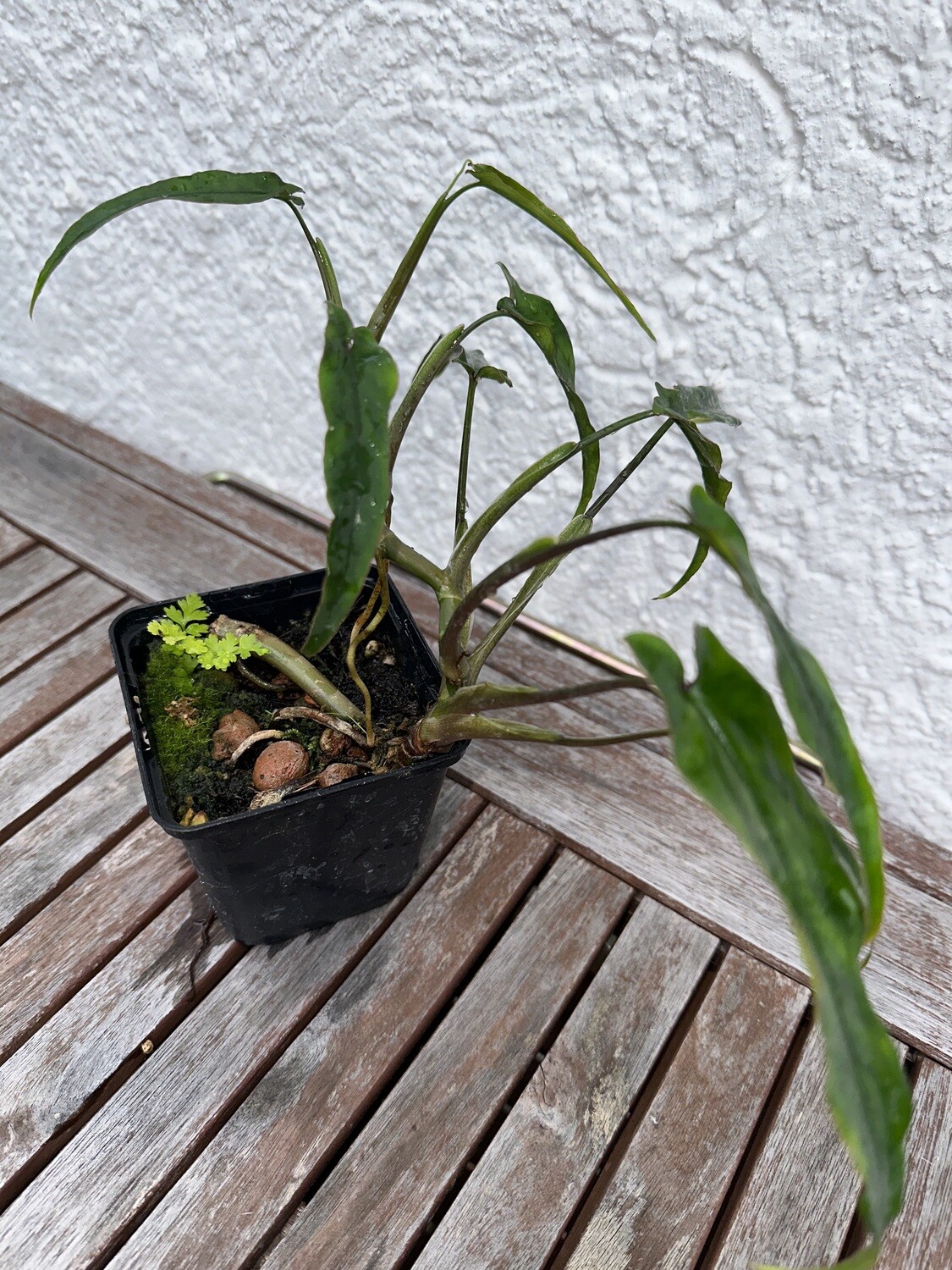 Syngonium Lance Leaf