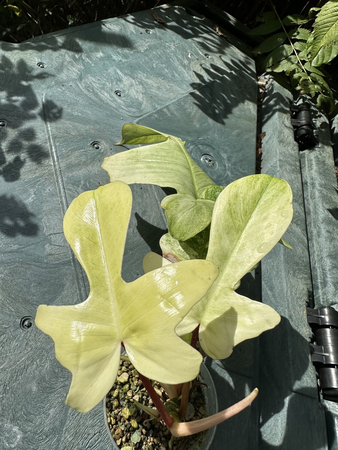 Philodendron Florioda Ghost