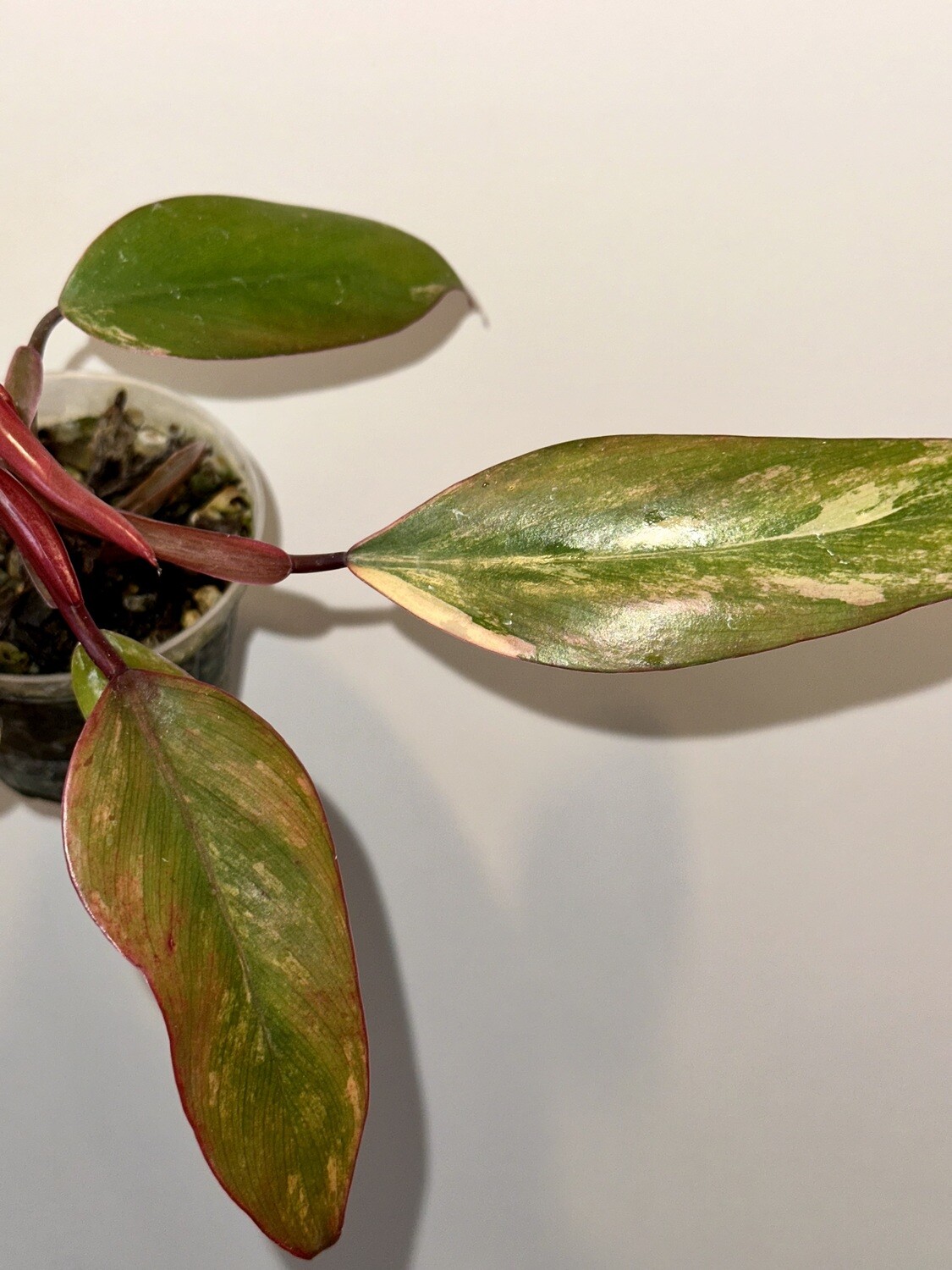 Philodendron Strawberry Shake variegata