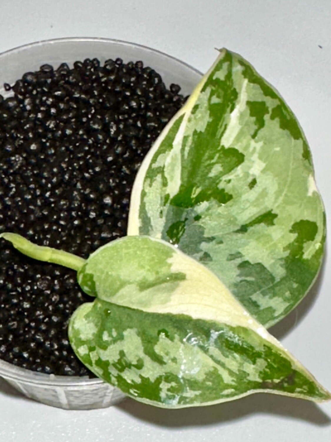 Scindapsus Mariposa