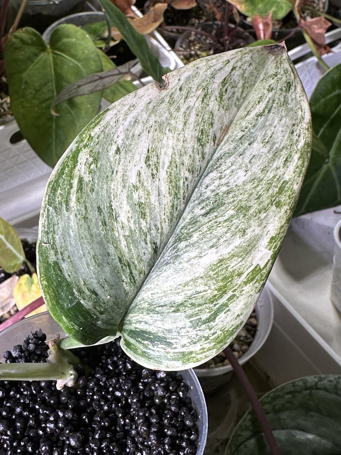 Scindapsus Catas albo