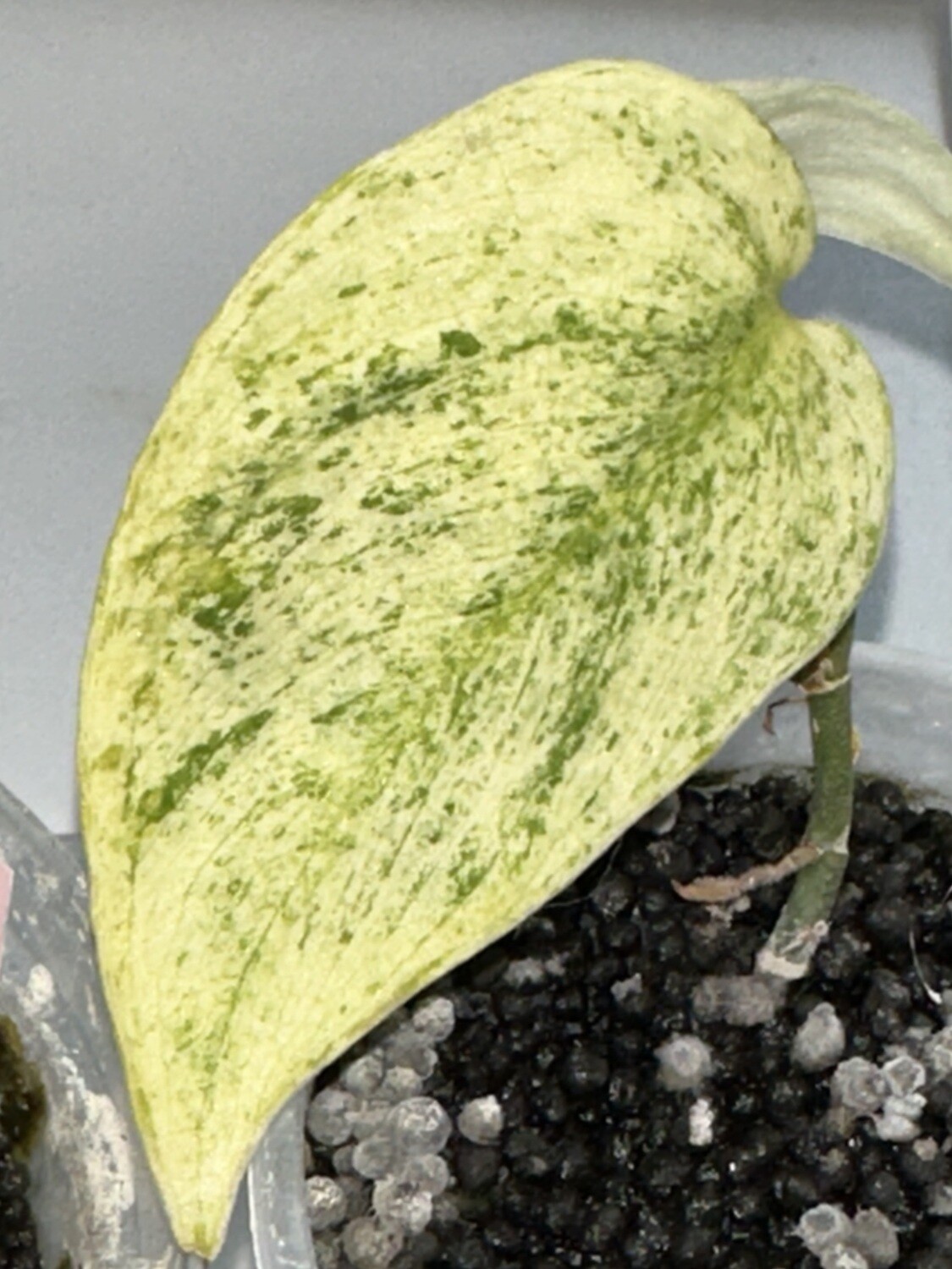 Scindapsus Jade Satin mint marble variegata