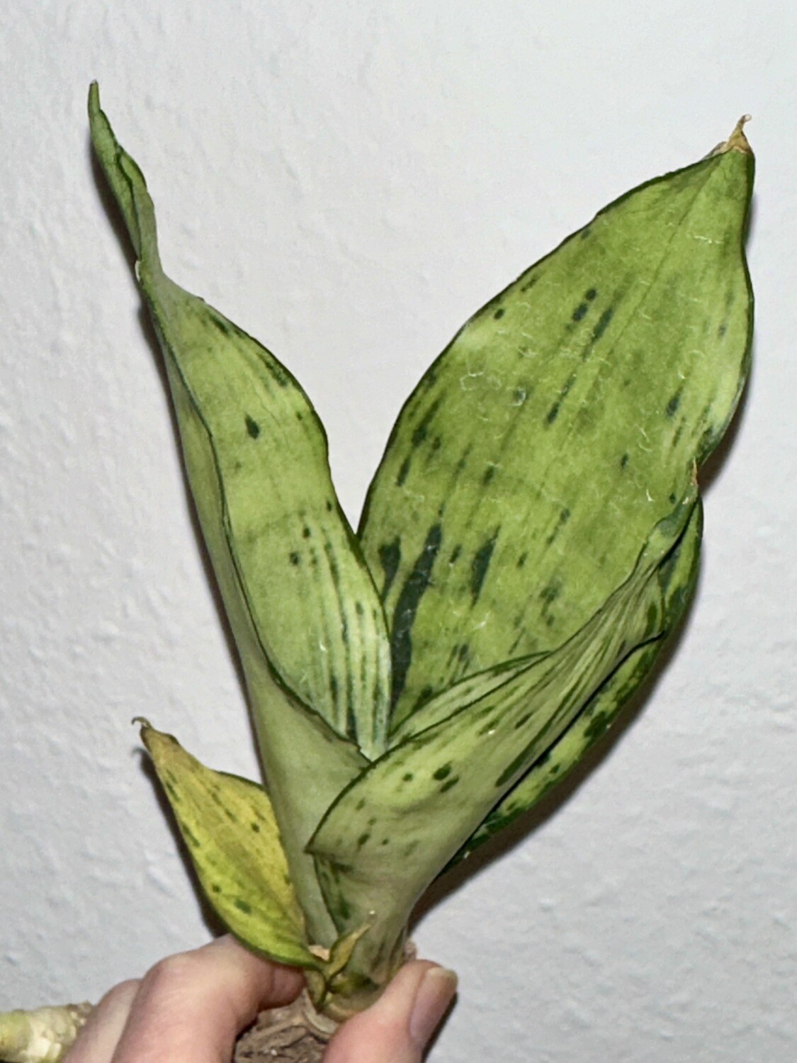 Sanseveria Black Brazilian