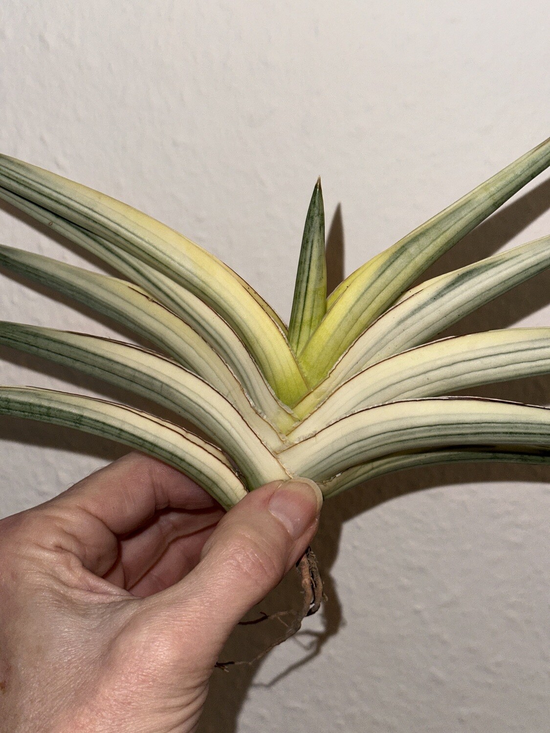 Sanseveria motomo variegata