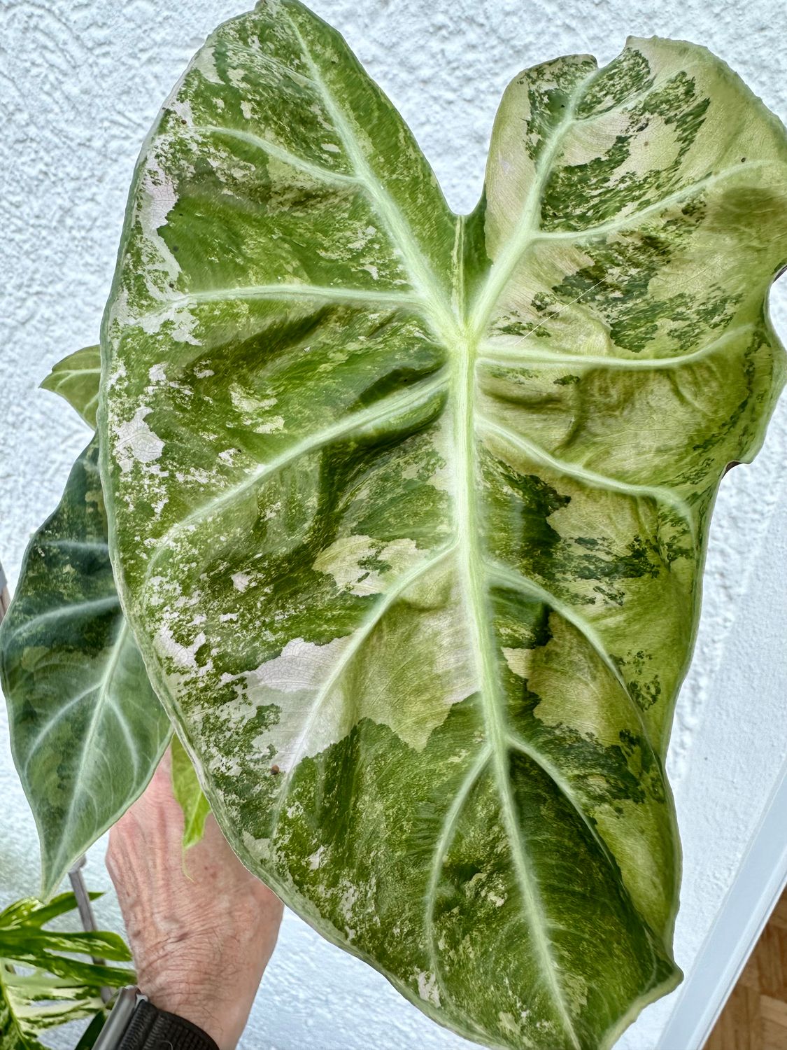 Alocasia Nairobi Nights variegata Rhizom