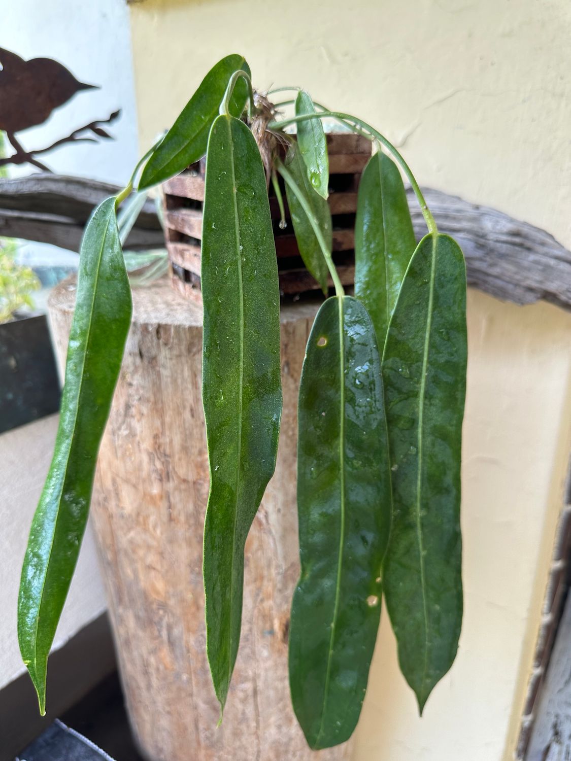 Anthurium wendlingeri