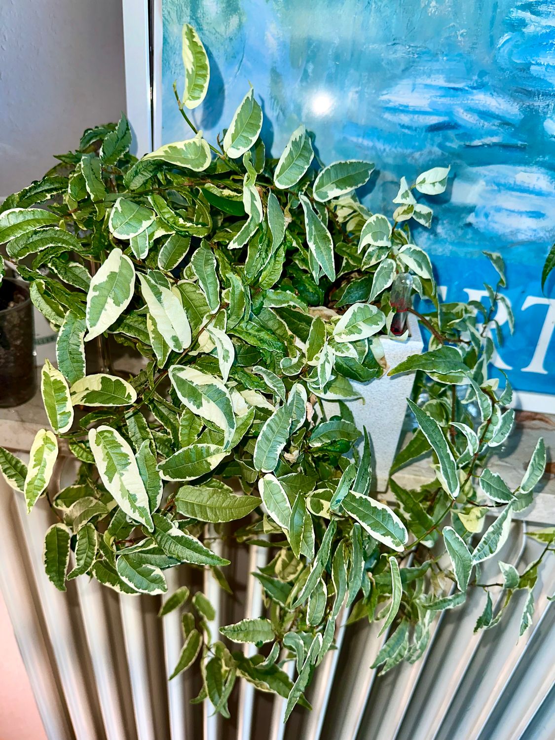 Ficus sagittata variegata Mutabilis