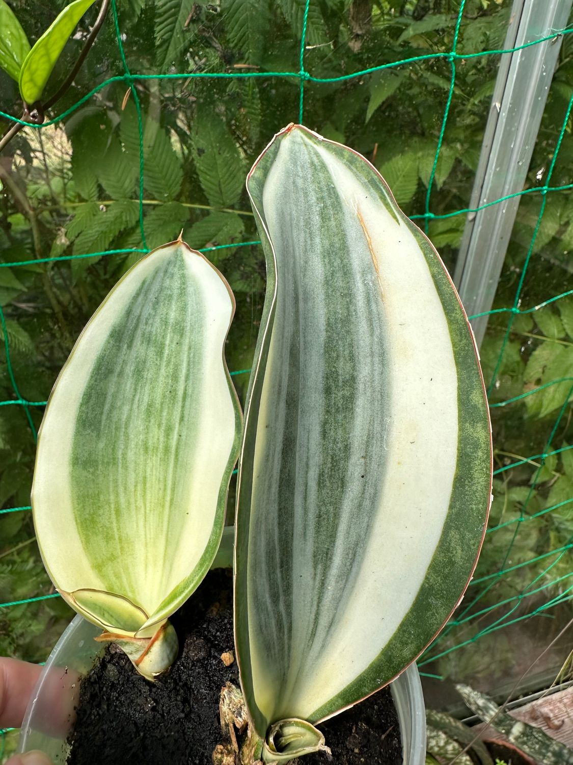 Sanseveria masoniana variegata