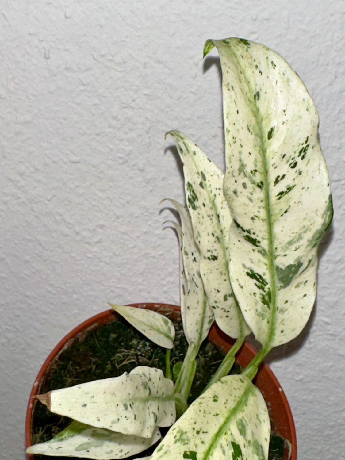 Epipremnum giganteum variegata