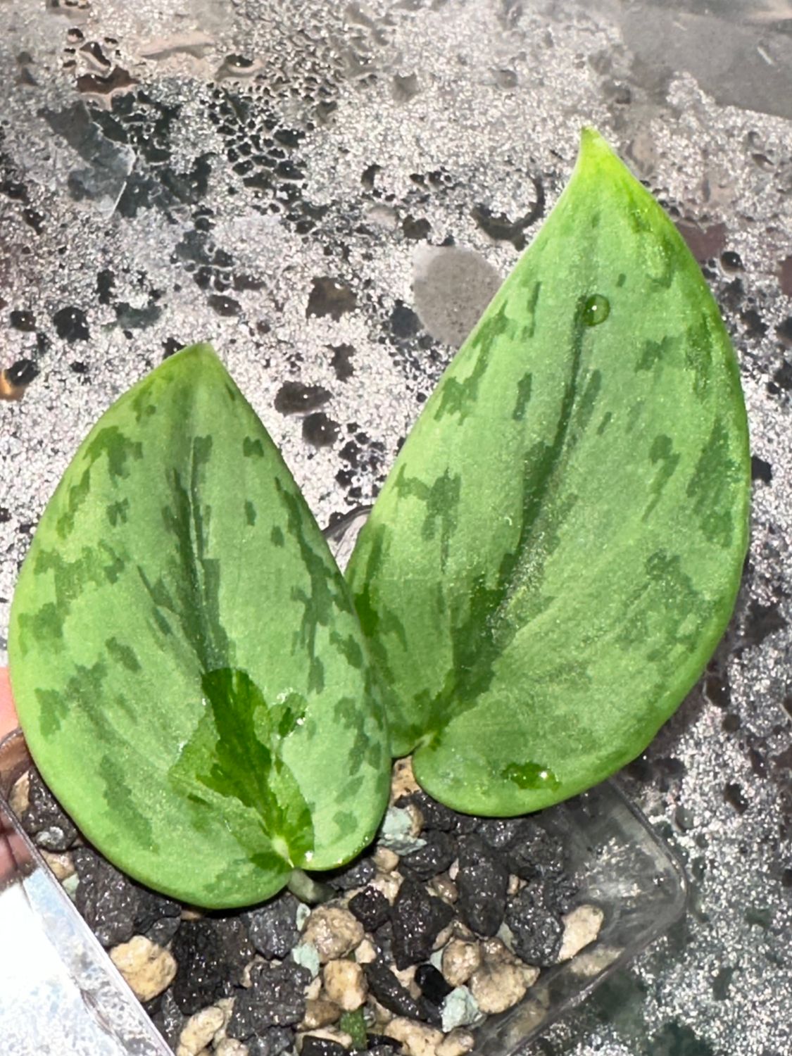 Scindapsus Green Army