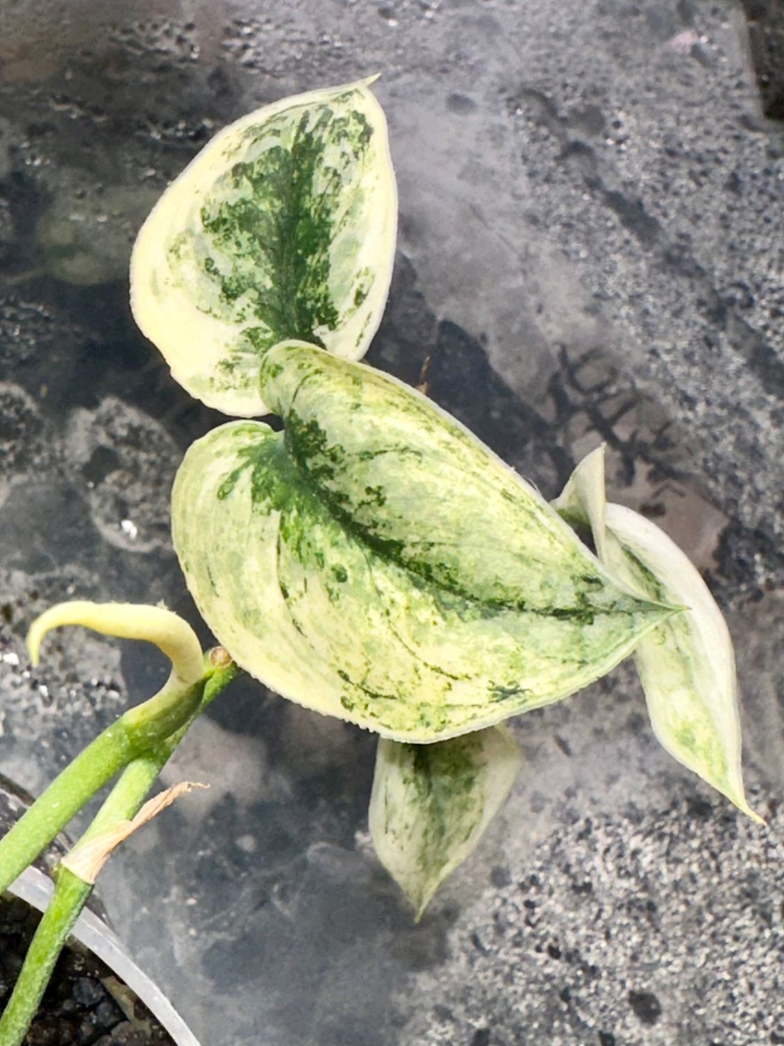 Scindapsus Mayari variegata